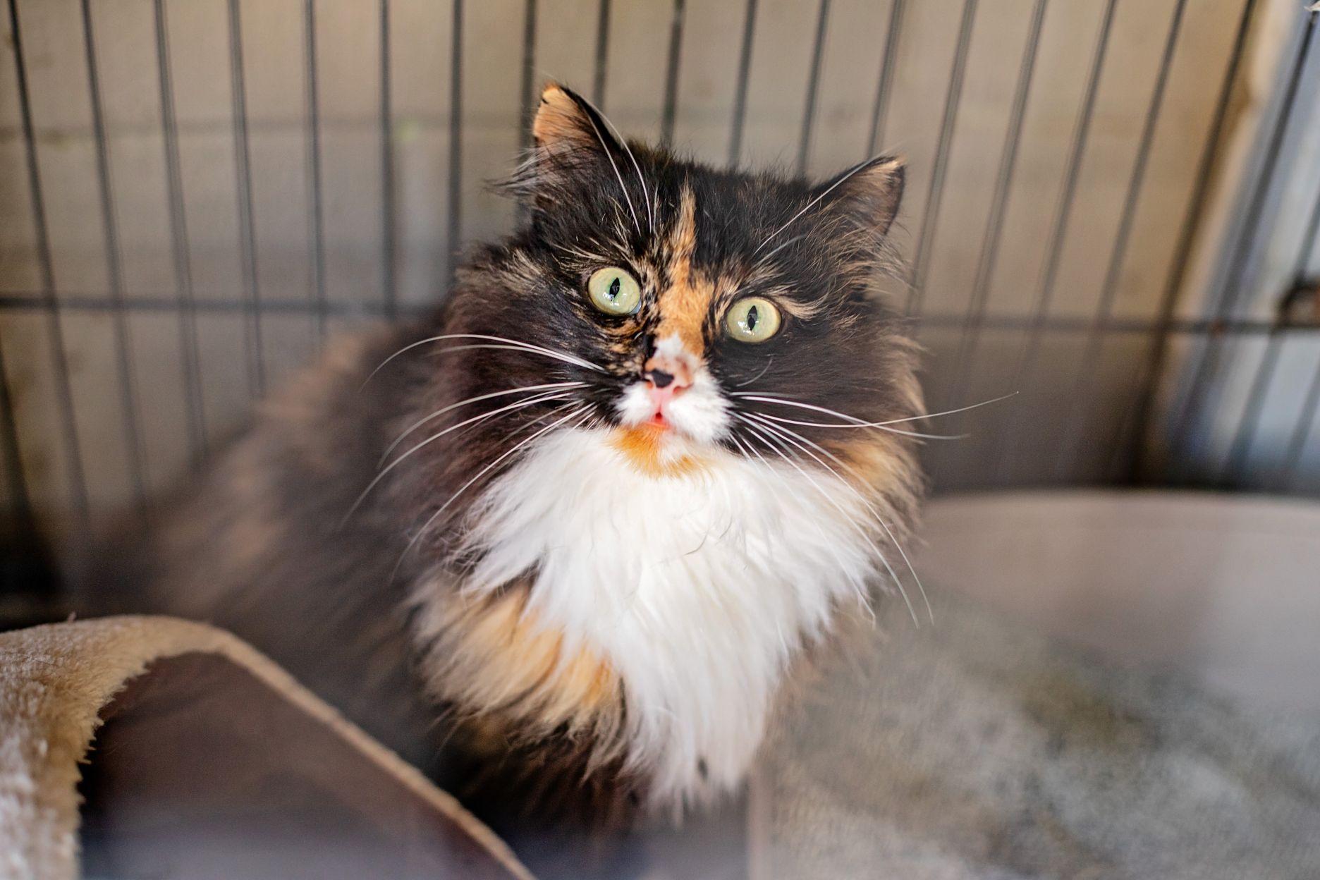 Ms Fluff, adopted, Adult Female Domestic Long Hair.