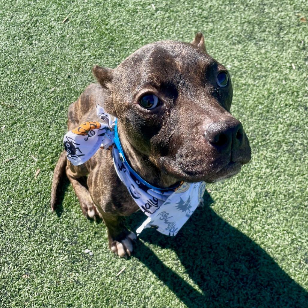Odie (formerly Dasher), Adoptable, Adult Male American Staffordshire Terrier.