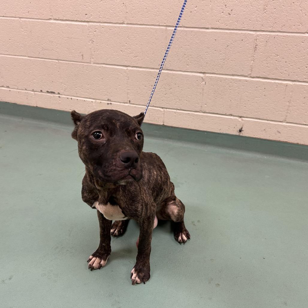 Enlarge Odie (formerly Dasher), a Adoptable American Staffordshire Terrier in Bartlett, TN image 2/6