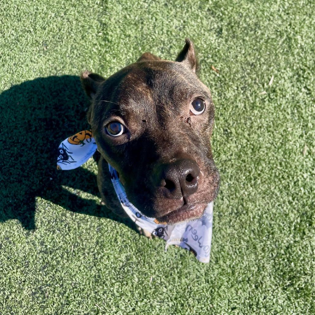 Enlarge Odie (formerly Dasher), a Adoptable American Staffordshire Terrier in Bartlett, TN image 3/6