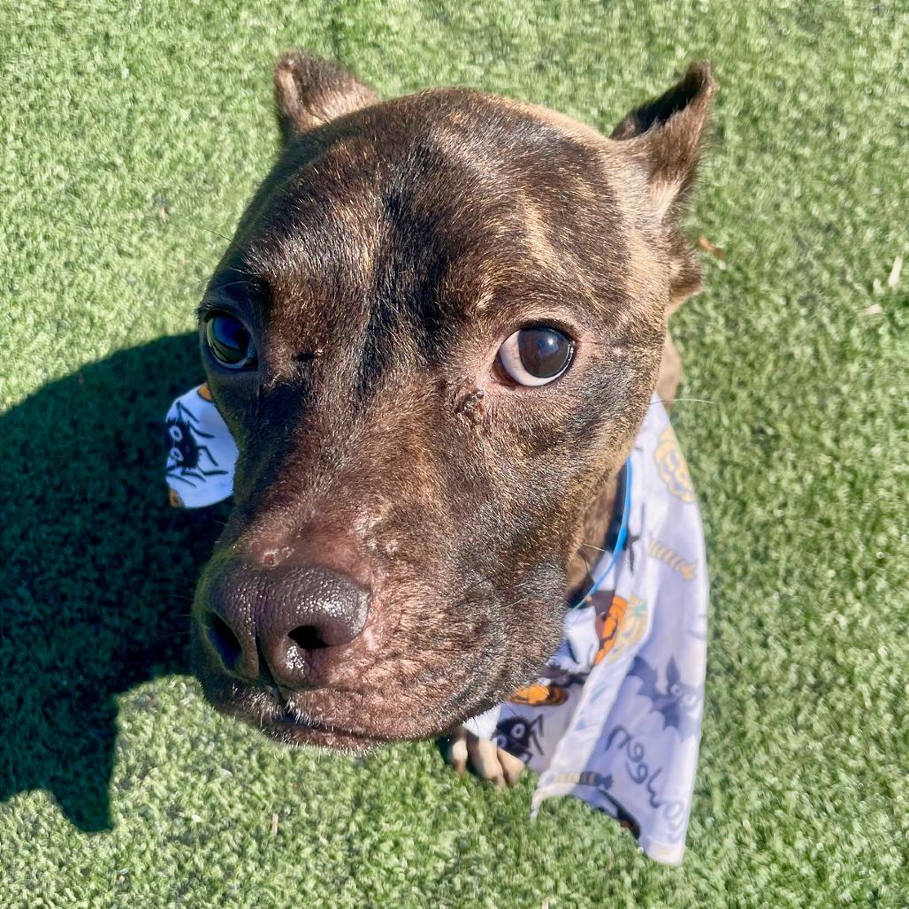 Enlarge Odie (formerly Dasher), a Adoptable American Staffordshire Terrier in Bartlett, TN image 4/6