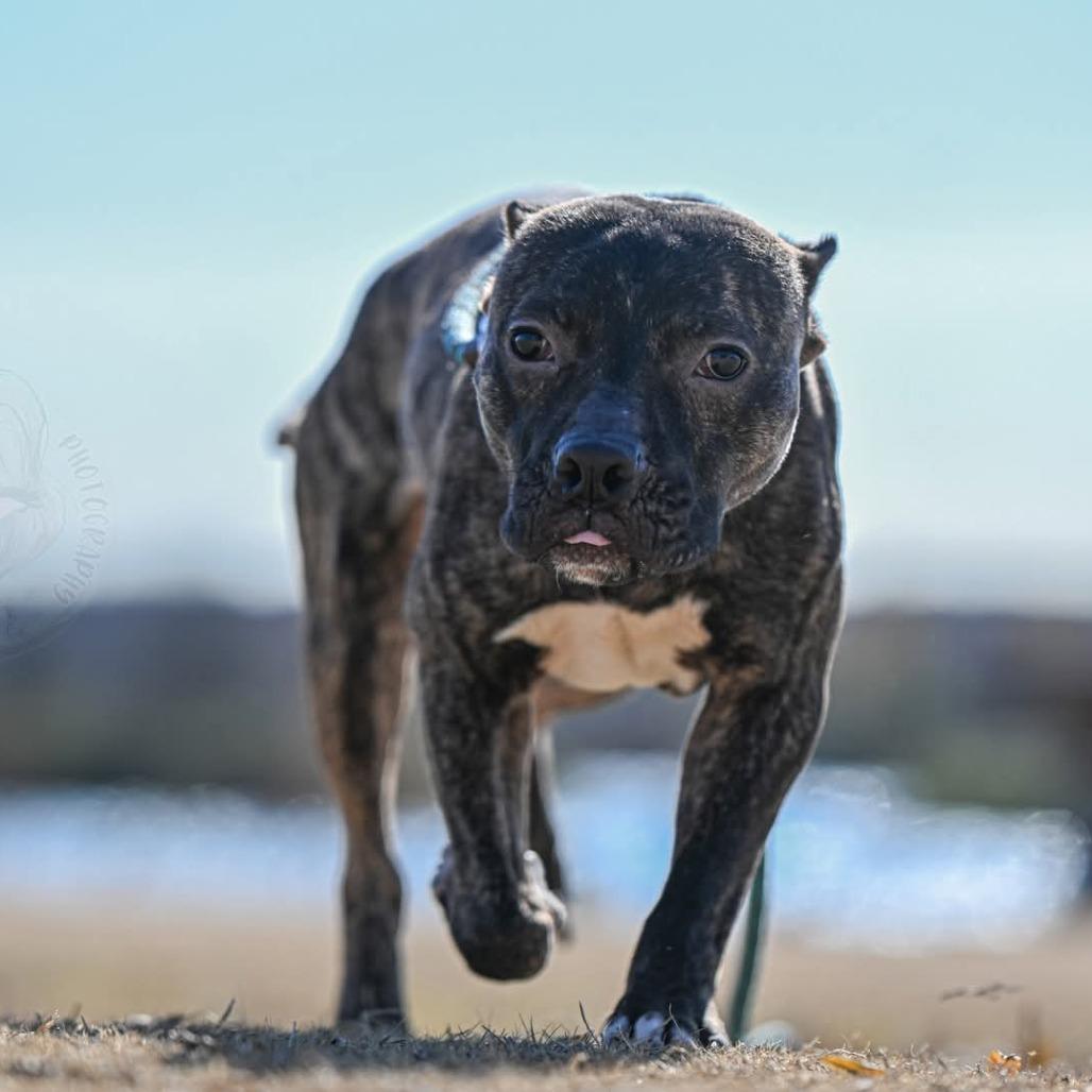 Enlarge Odie (formerly Dasher), a Adoptable American Staffordshire Terrier in Bartlett, TN image 5/6