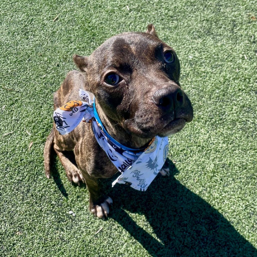 Enlarge Odie (formerly Dasher), a Adoptable American Staffordshire Terrier in Bartlett, TN image 6/6