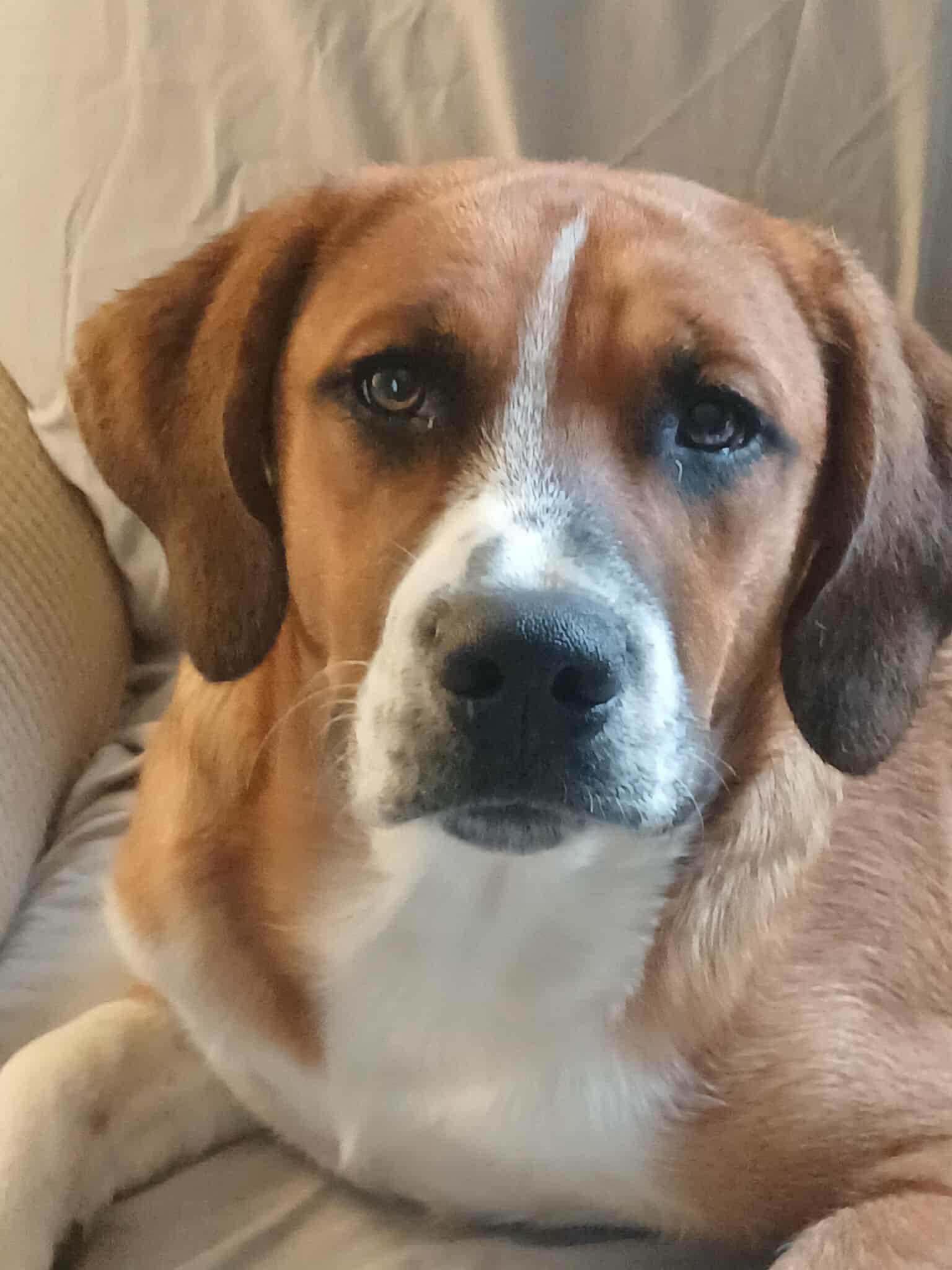 Enlarge Oliver, a Adopted Boxer in Shakopee, MN image 1/3