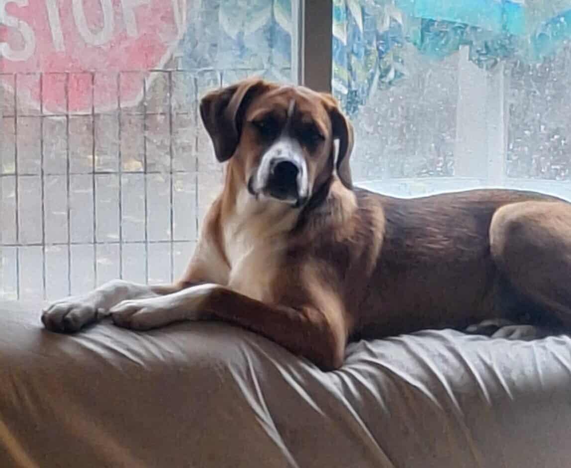 Enlarge Oliver, a Adopted Boxer in Shakopee, MN image 2/3