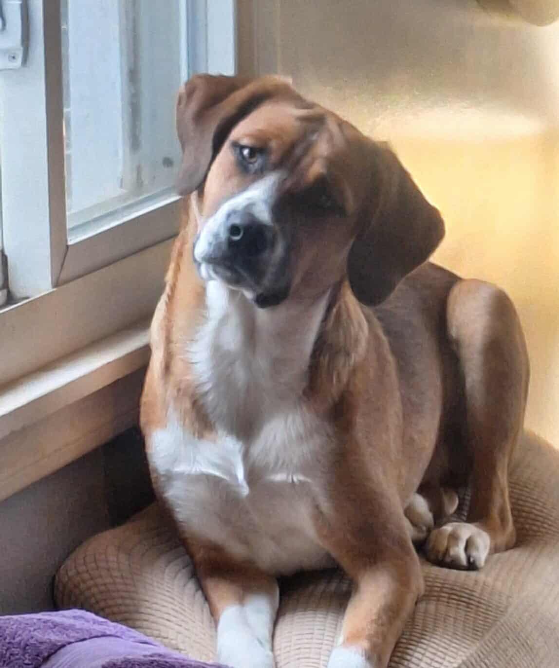 Enlarge Oliver, a Adopted Boxer in Shakopee, MN image 3/3