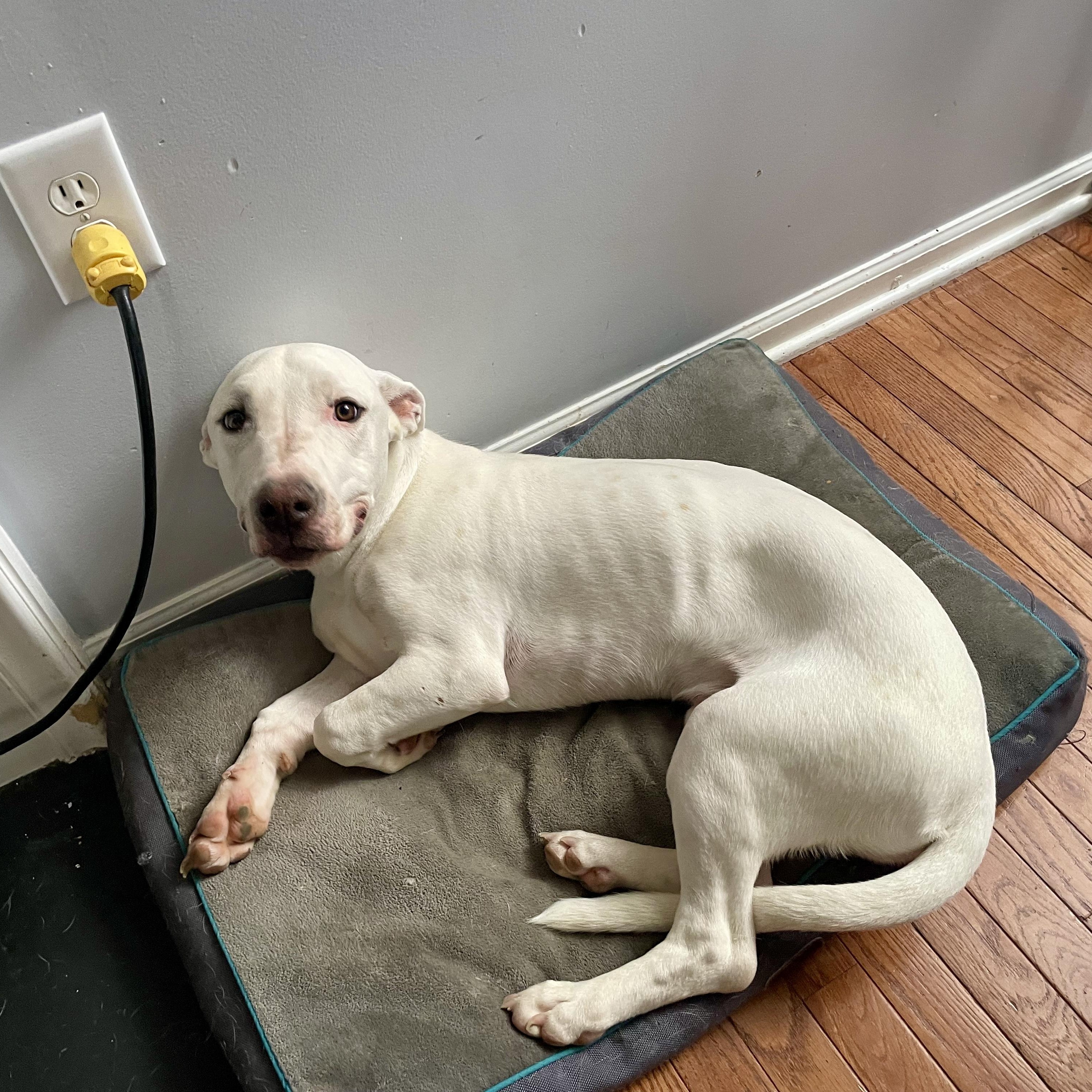 Happy, ADOPTABLE, Young Male Labrador Retriever & Basset Hound.
