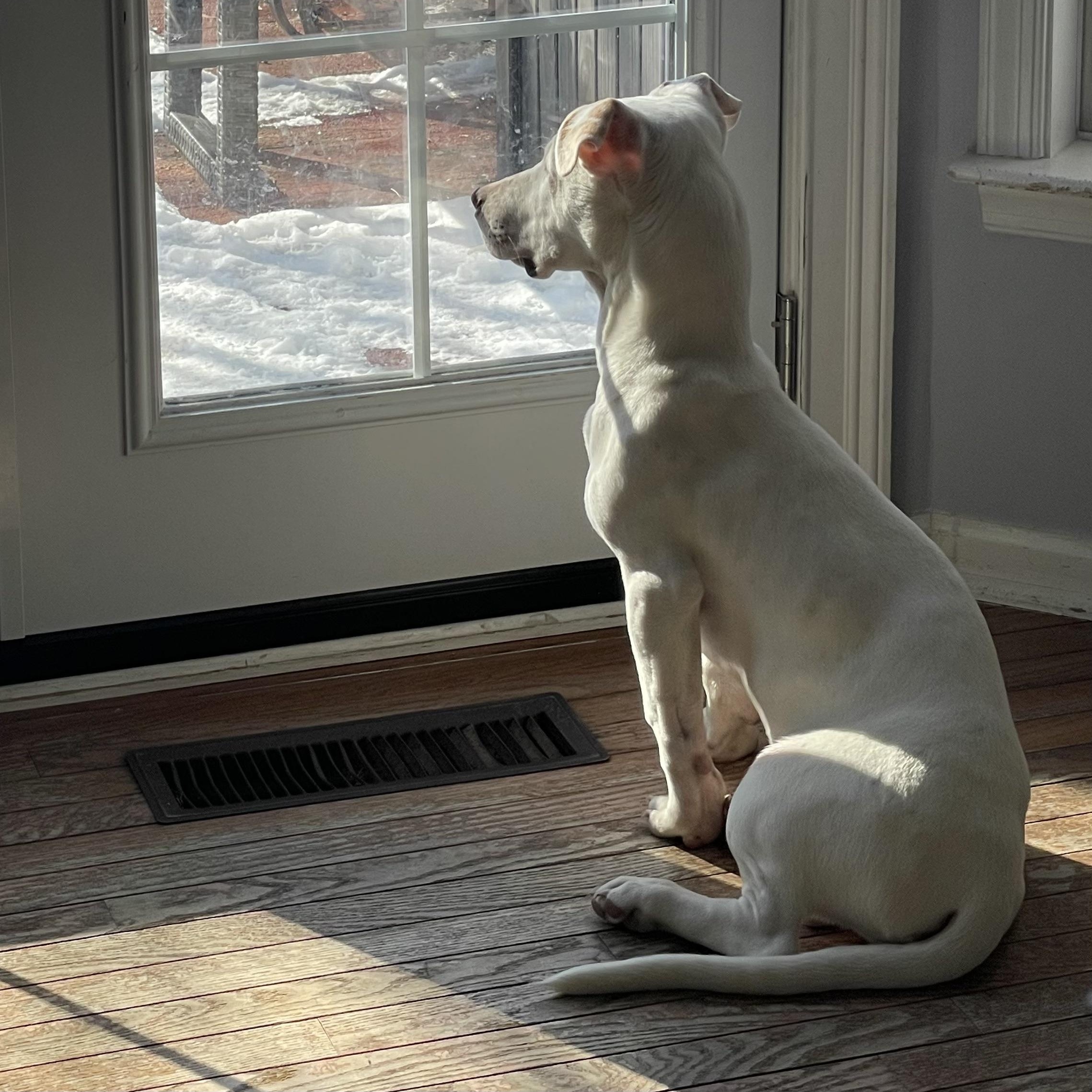 Happy, a ADOPTABLE mixed breed in High View, WV image 2/3
