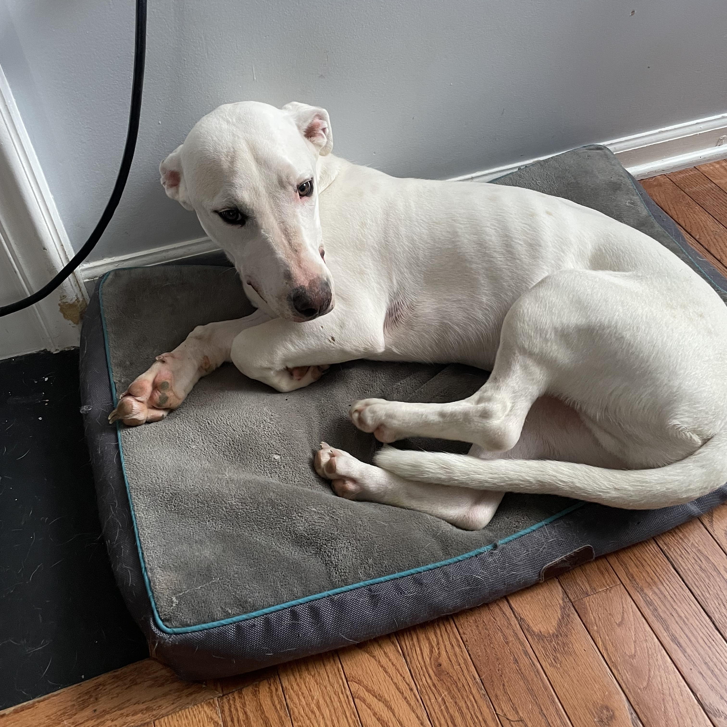 Happy, a ADOPTABLE mixed breed in High View, WV image 3/3