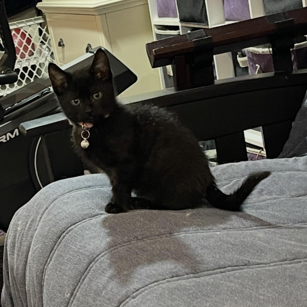 Enlarge Ashley, a Adoptable Domestic Short Hair in Wanaque, NJ image 1/1