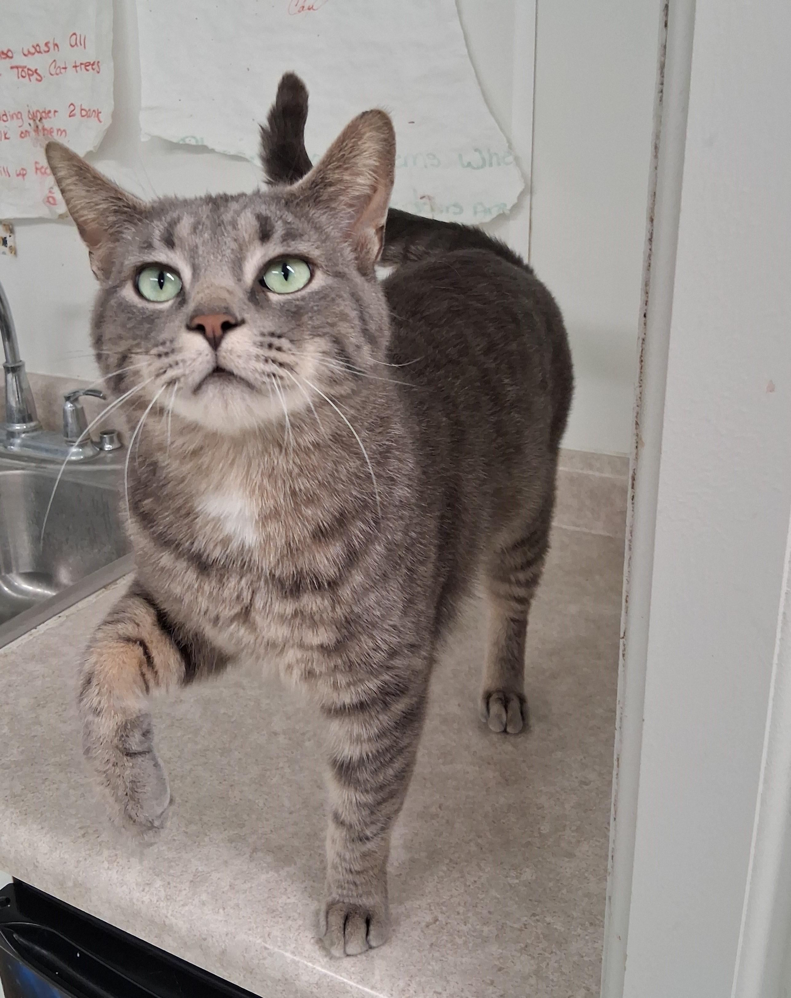 Enlarge Cletus, a ADOPTABLE mixed breed in Carsonville, MI image 5/6