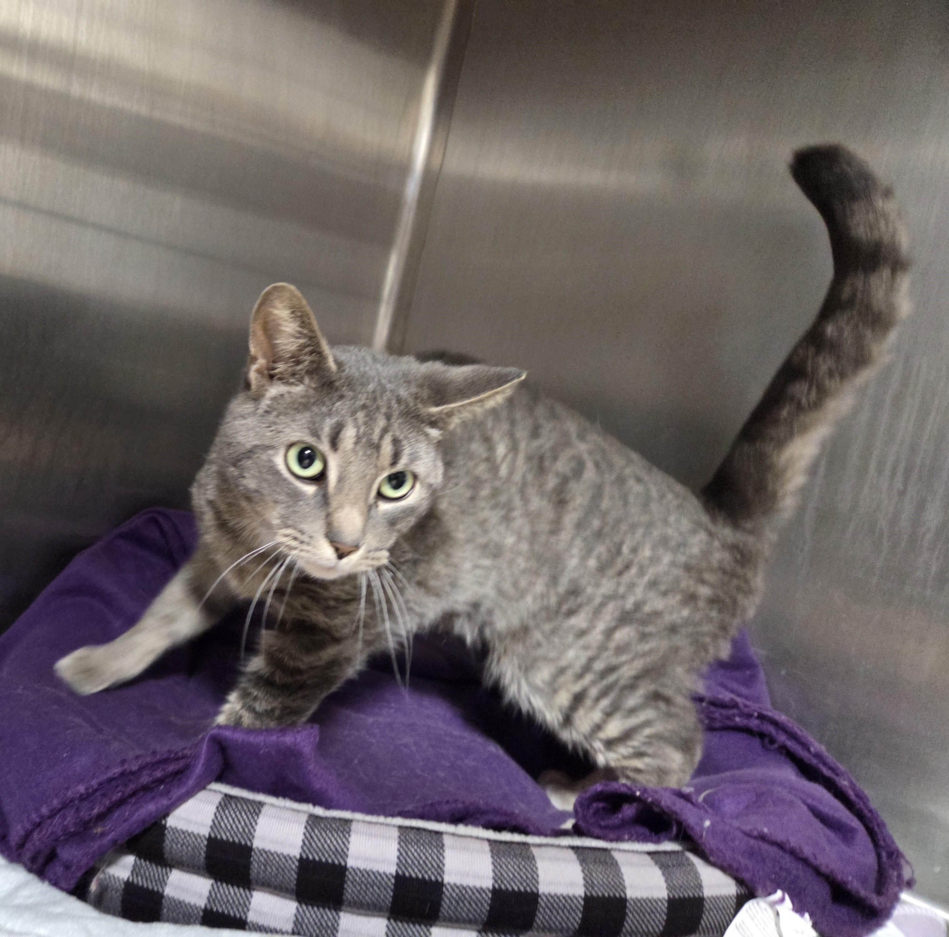 Enlarge Cletus, a ADOPTABLE mixed breed in Carsonville, MI image 3/6