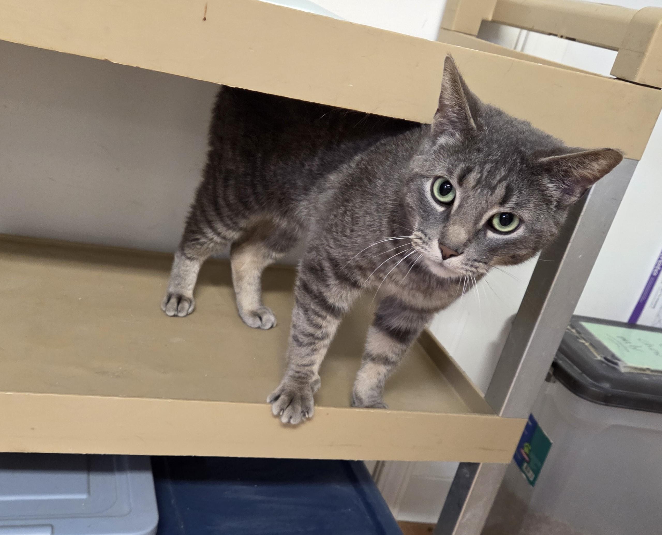 Enlarge Cletus, a ADOPTABLE mixed breed in Carsonville, MI image 2/6