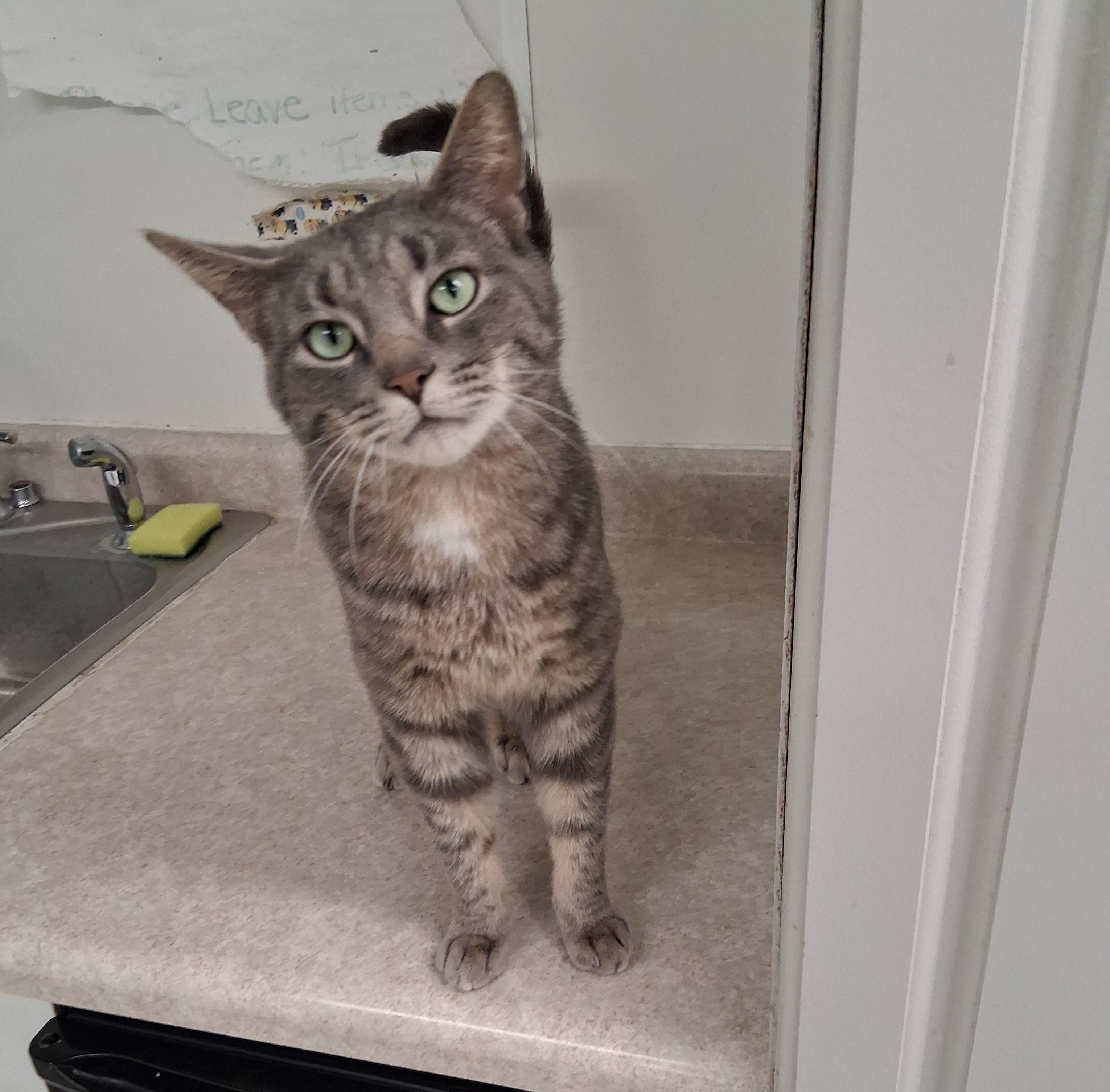 Cletus, ADOPTABLE, Adult Male Domestic Short Hair.