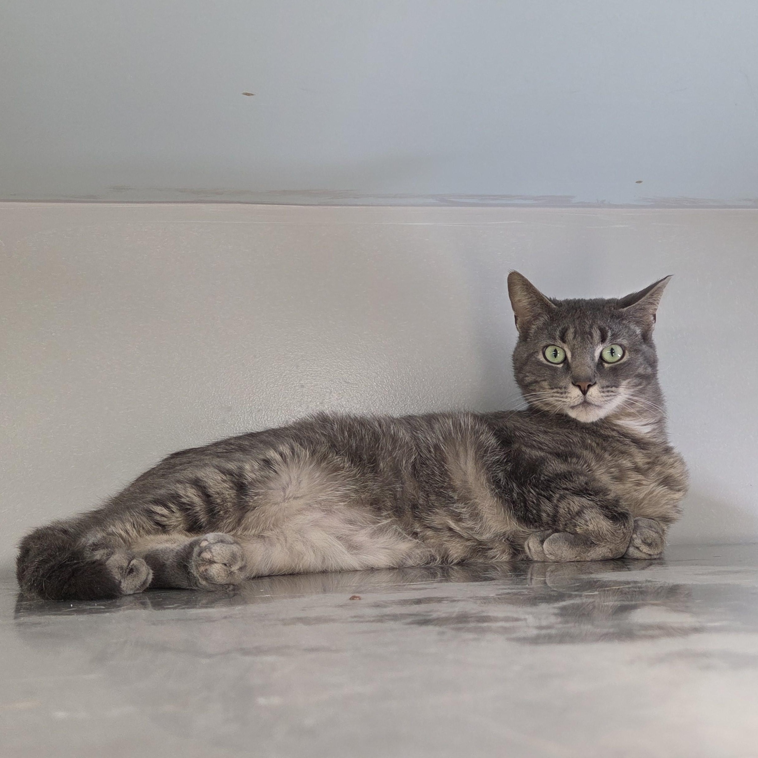 Enlarge Cletus, a ADOPTABLE mixed breed in Carsonville, MI image 4/6