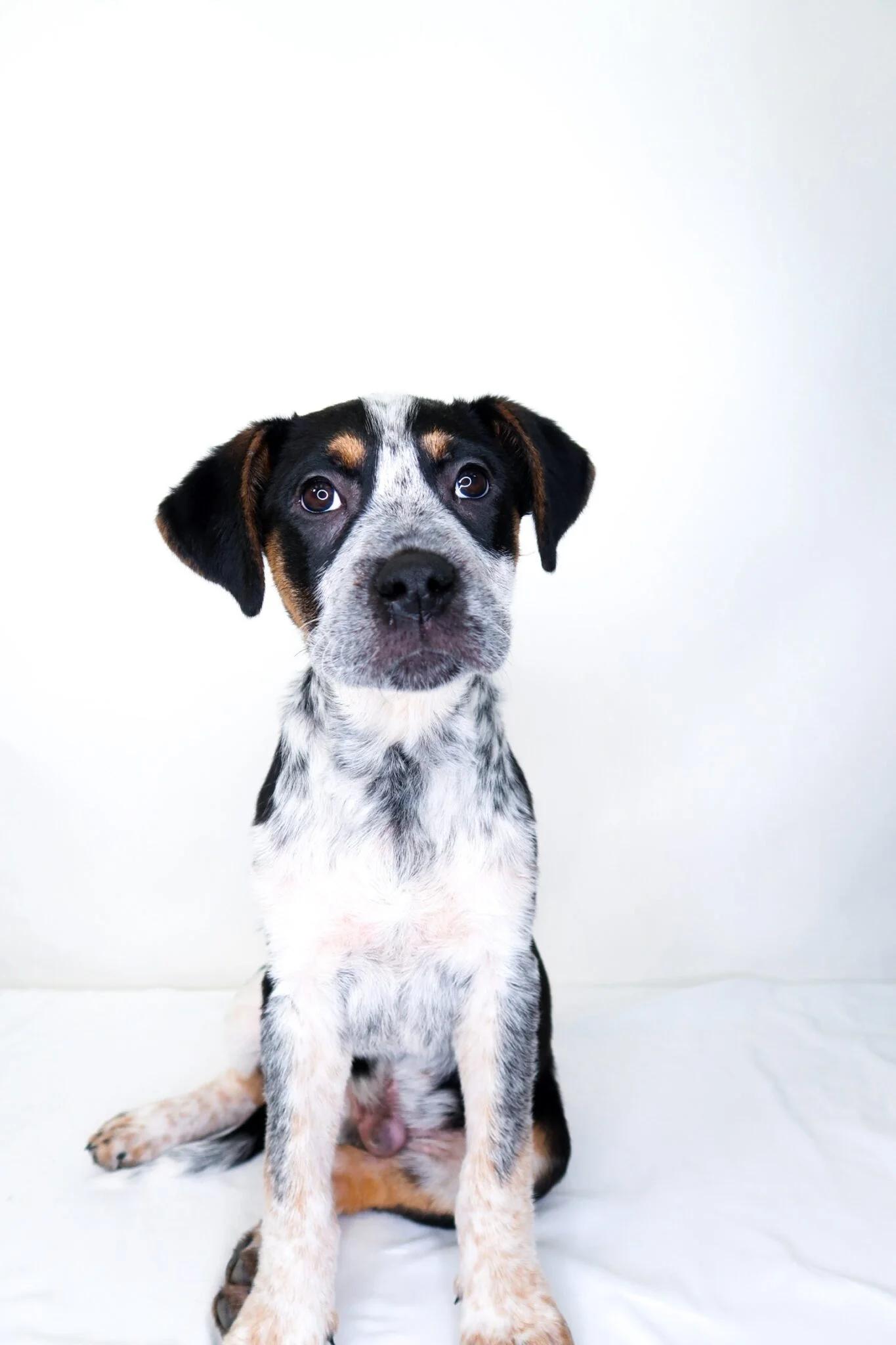 O'Malley, Adoptable, Puppy Male Australian Cattle Dog / Blue Heeler.