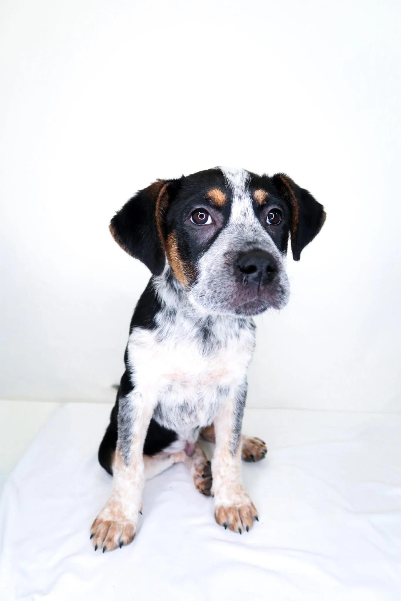 Enlarge O'Malley, a Adoptable mixed breed in Bixby, OK image 3/6