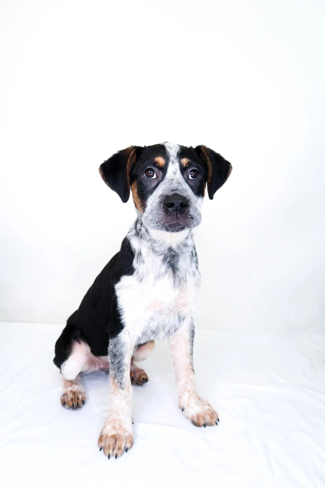 Enlarge O'Malley, a Adoptable mixed breed in Bixby, OK image 4/6
