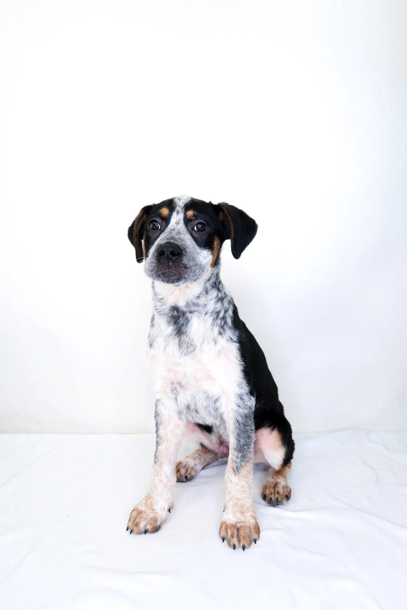 Enlarge O'Malley, a Adoptable mixed breed in Bixby, OK image 6/6