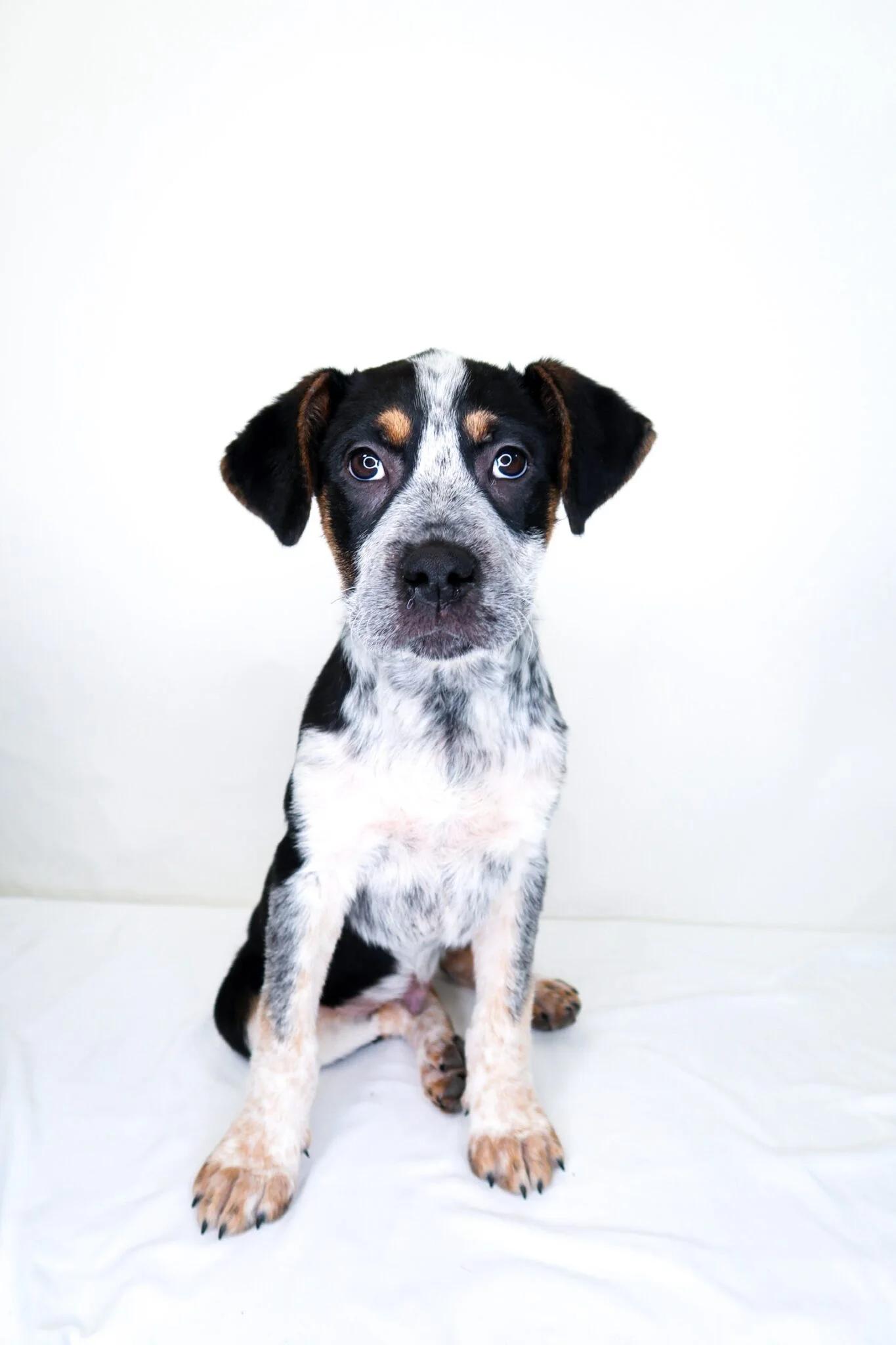 Enlarge O'Malley, a Adoptable mixed breed in Bixby, OK image 2/6