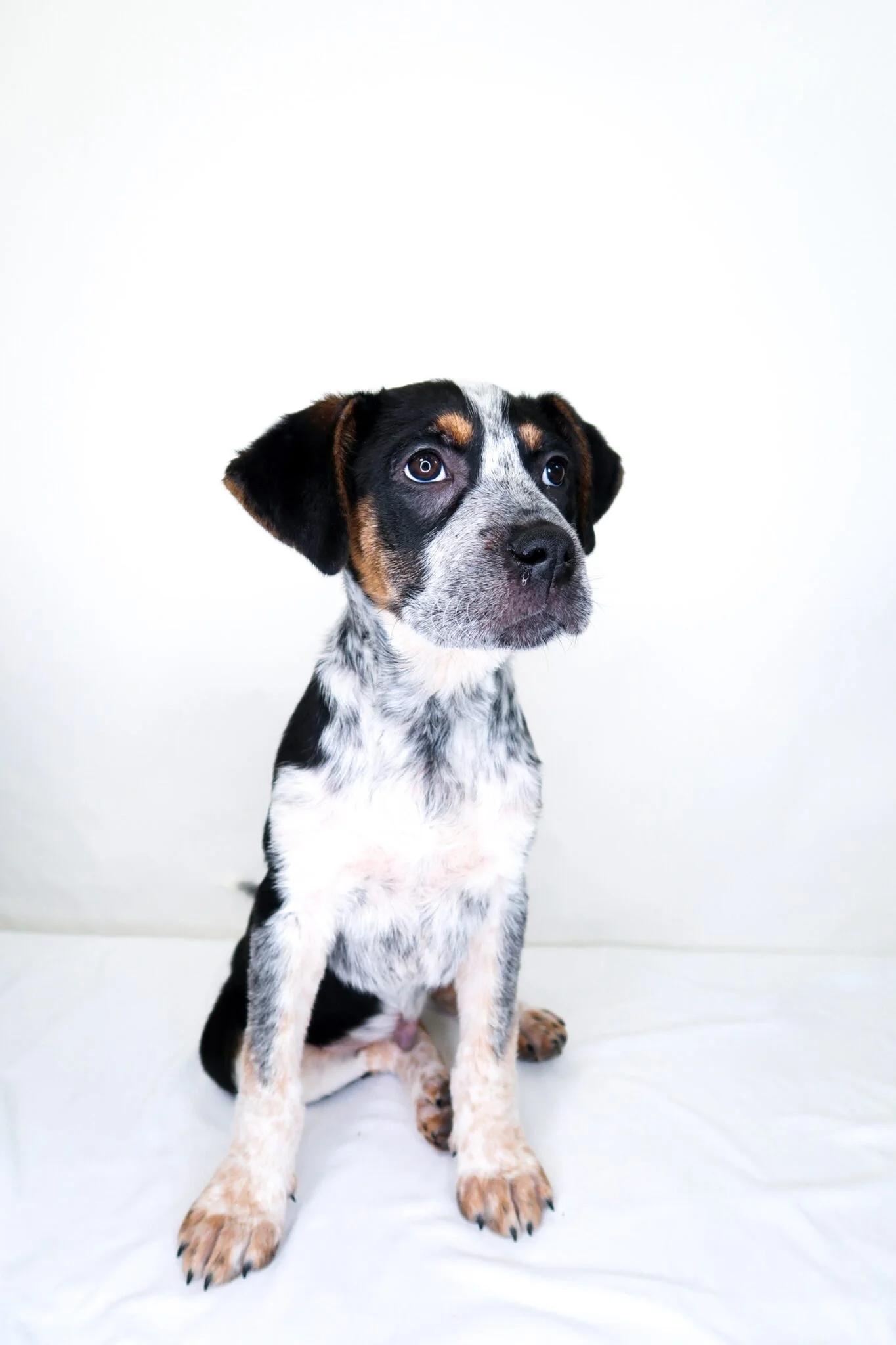 Enlarge O'Malley, a Adoptable mixed breed in Bixby, OK image 5/6