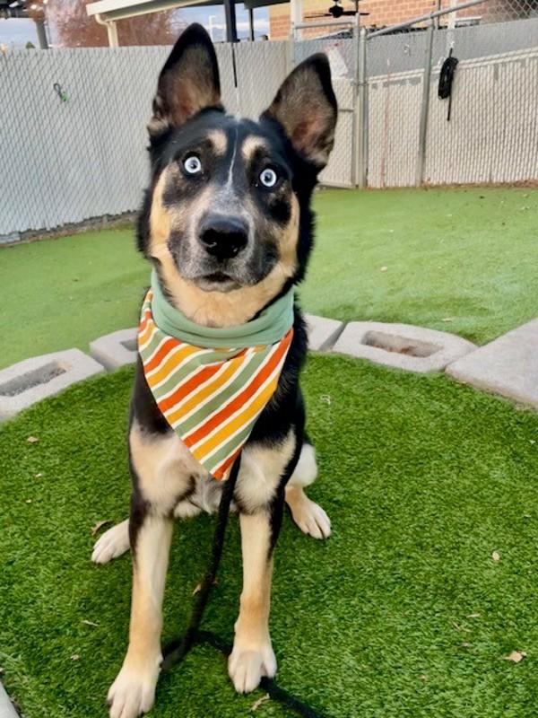 *Silas*, Adoptable, Adult Male German Shepherd Dog.