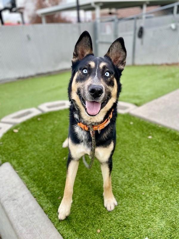 *Silas*, a Adoptable mixed breed in Salt Lake City, UT image 3/6