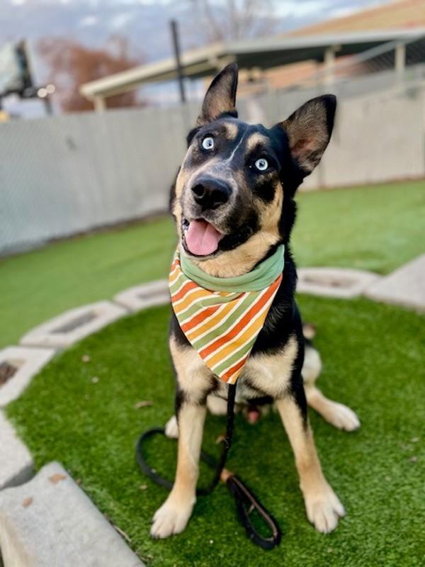 *Silas*, a Adoptable mixed breed in Salt Lake City, UT image 5/6