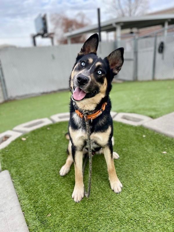 *Silas*, a Adoptable mixed breed in Salt Lake City, UT image 6/6