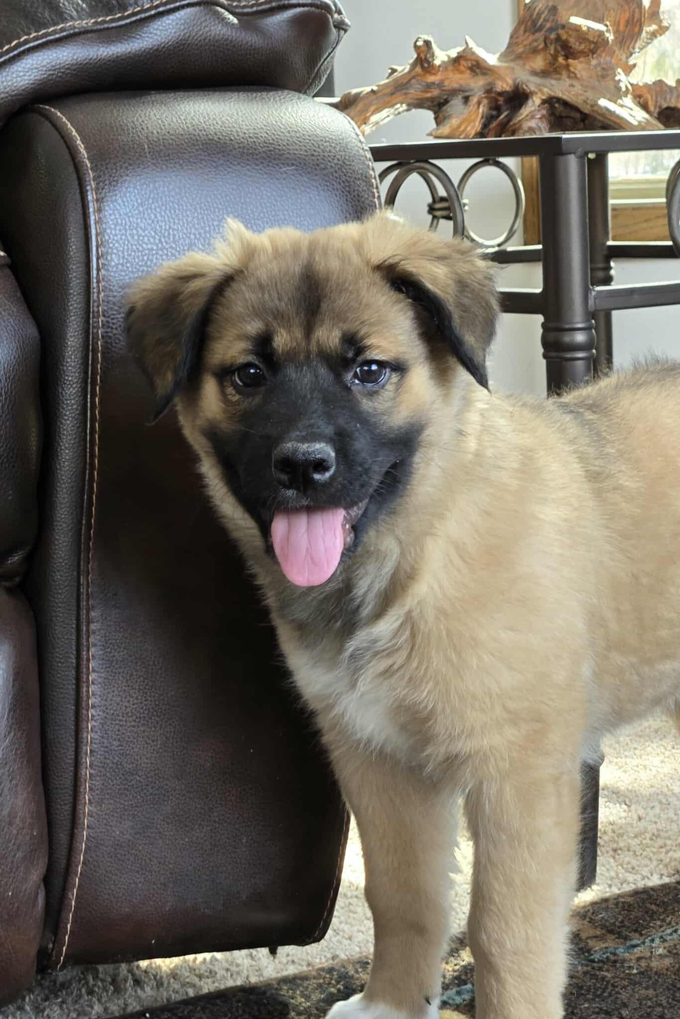 Enlarge Kiwi, a Adoptable Shepherd in Winnipeg, MB image 1/3