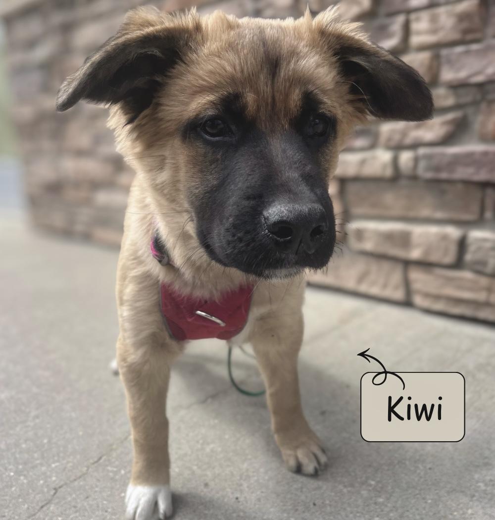 Enlarge Kiwi, a Adoptable Shepherd in Winnipeg, MB image 3/6
