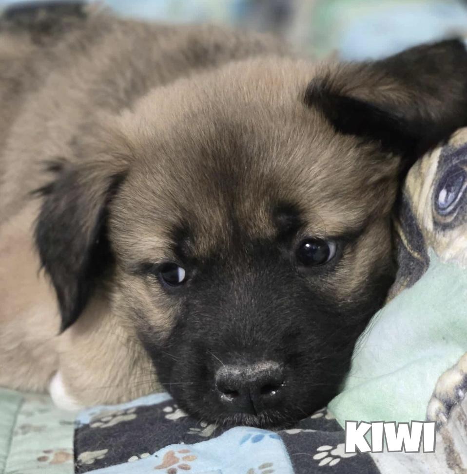 Kiwi, Adoptable, Puppy Female Shepherd.