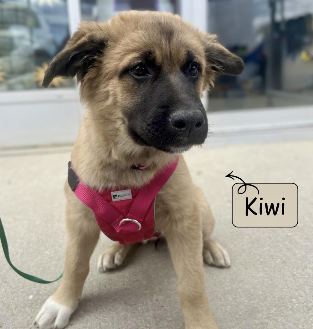 Kiwi, Adoptable, Puppy Female Shepherd.