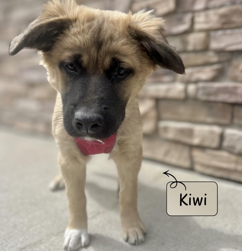 Enlarge Kiwi, a Adoptable Shepherd in Winnipeg, MB image 2/6