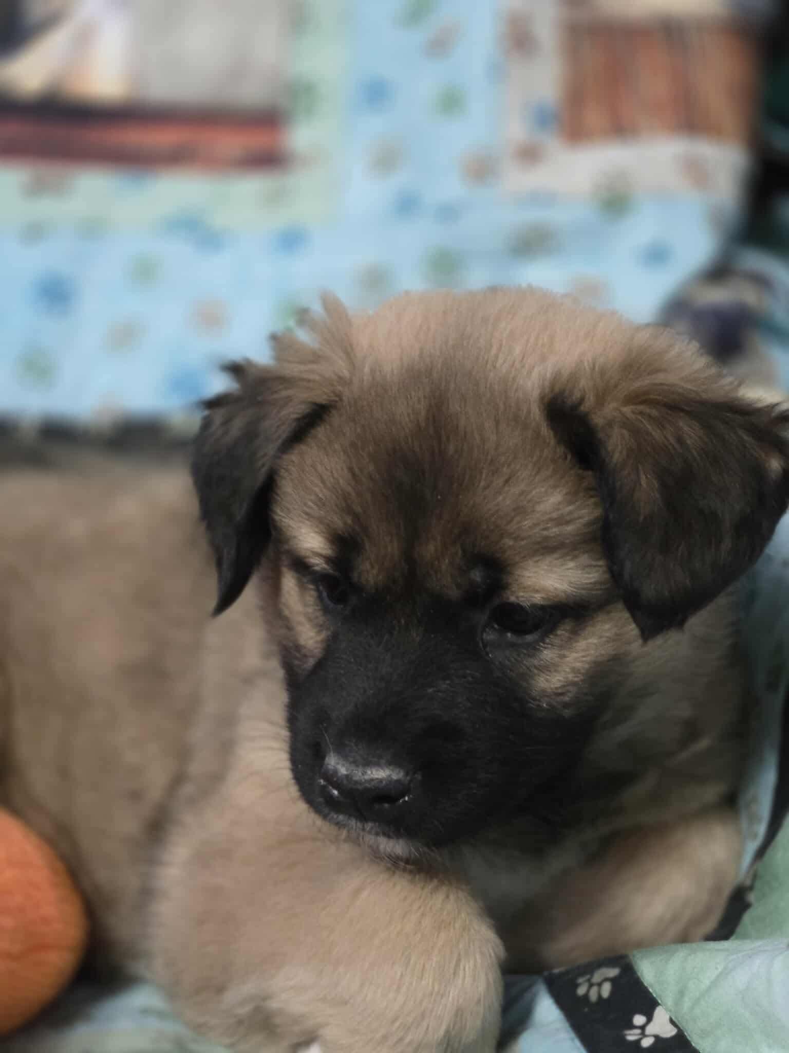 Enlarge Kiwi, a Adoptable Shepherd in Winnipeg, MB image 2/2