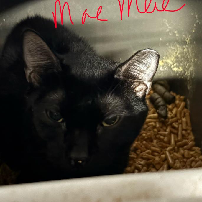 Mae Mae, Adoptable, Adult Female Domestic Short Hair.