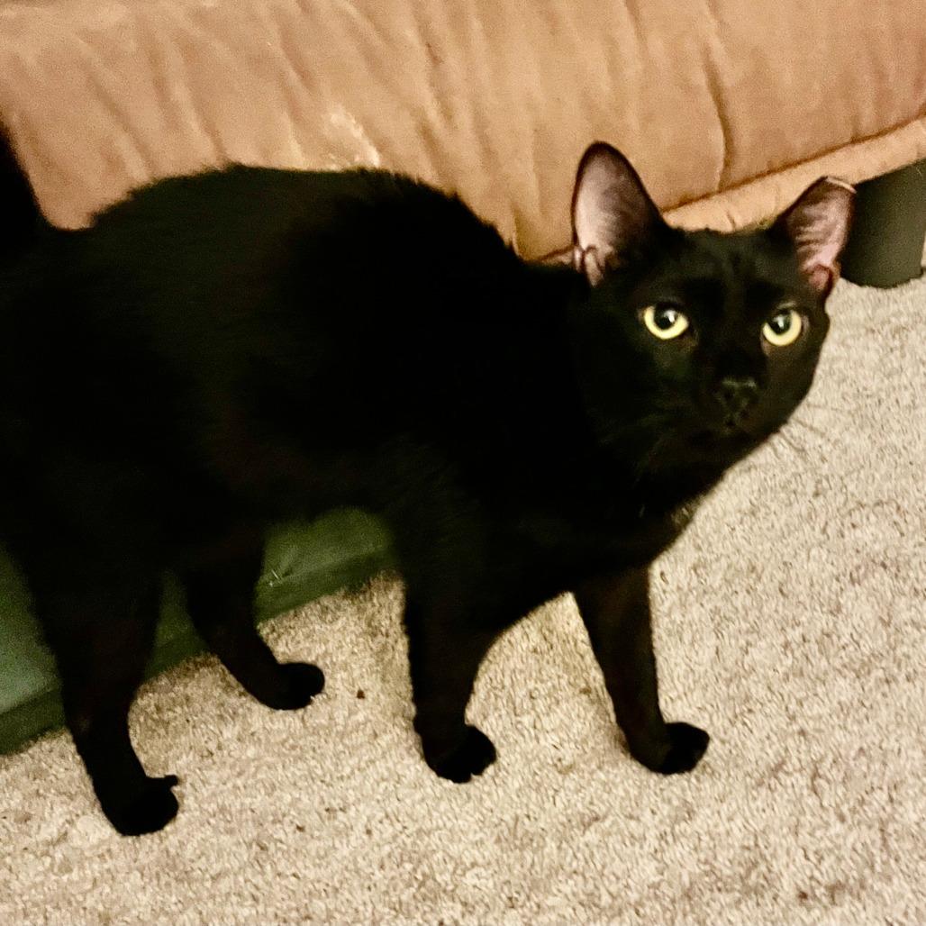 Enlarge Mae Mae, a Adoptable Domestic Short Hair in Valdosta , GA image 2/2