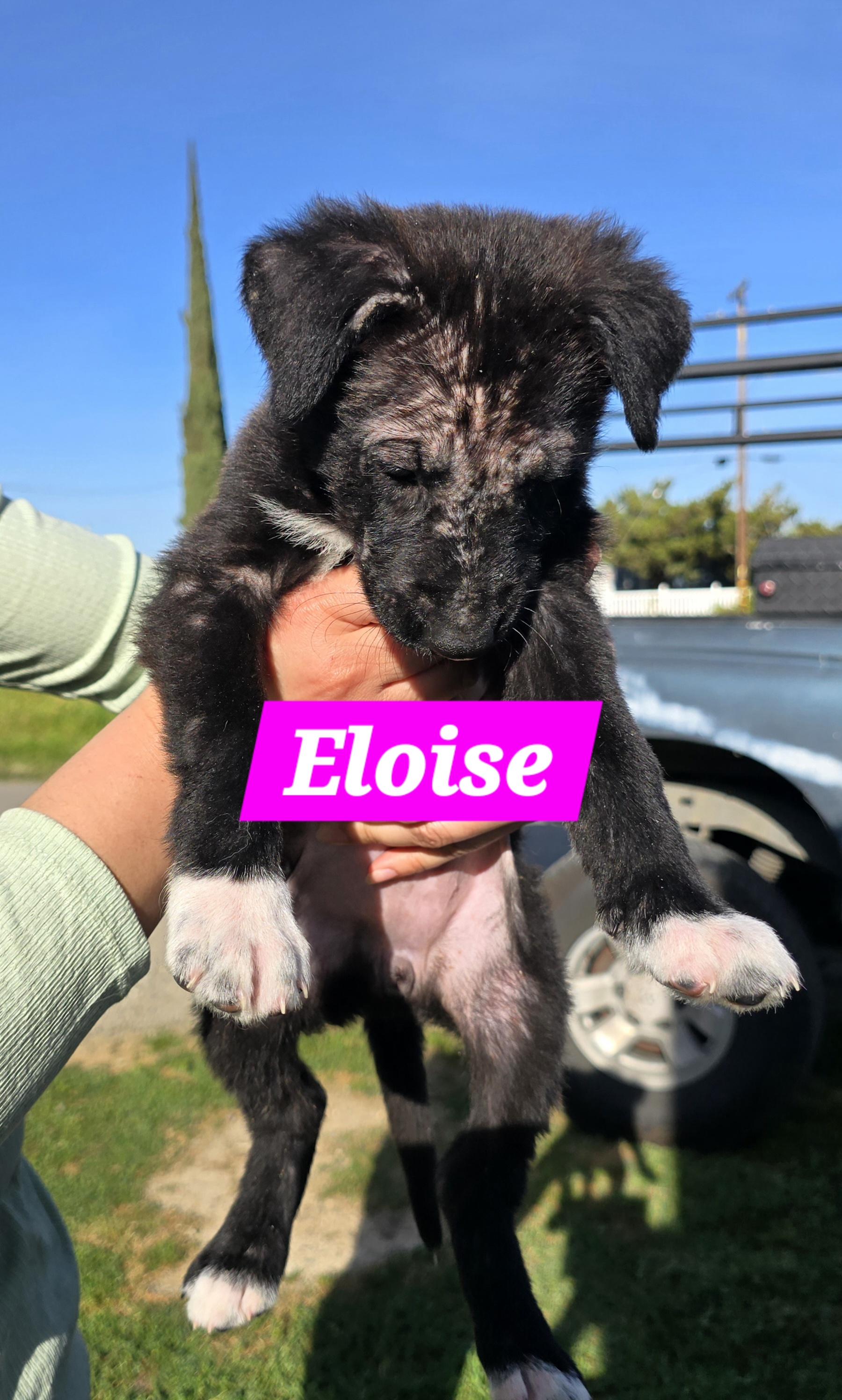 Enlarge Eloise , a ADOPTABLE mixed breed in Tracy, CA image 3/3