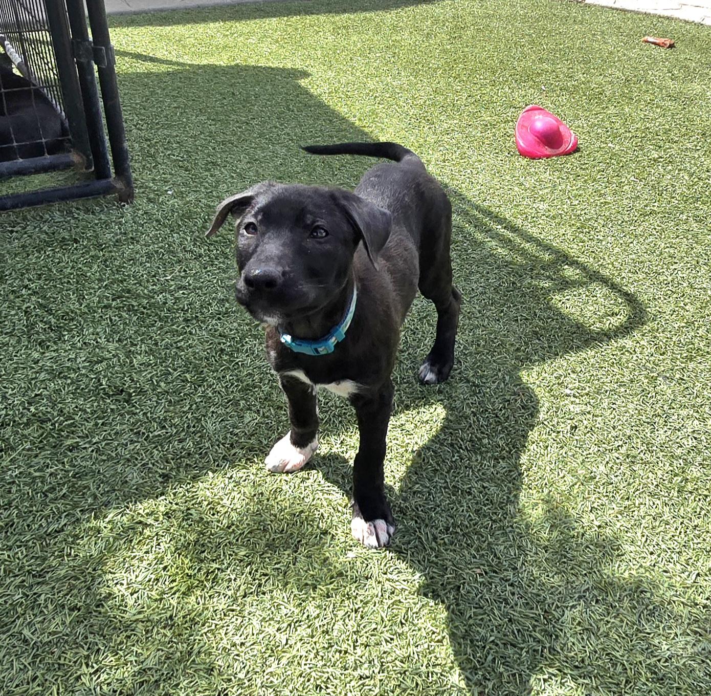 Enlarge Eloise , an adopted mixed breed in Tracy, CA image 2/5