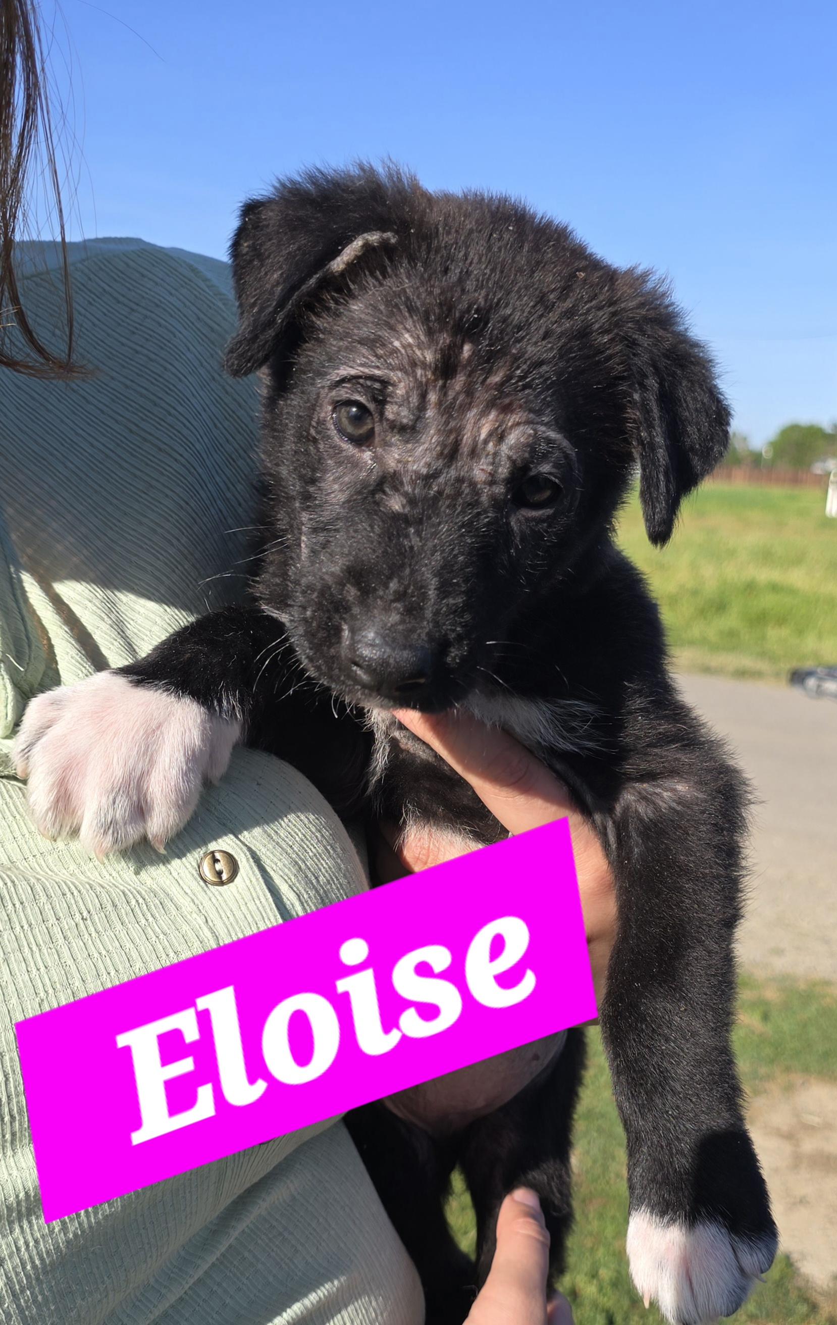 Eloise , ADOPTABLE, Puppy Female German Shepherd Dog.