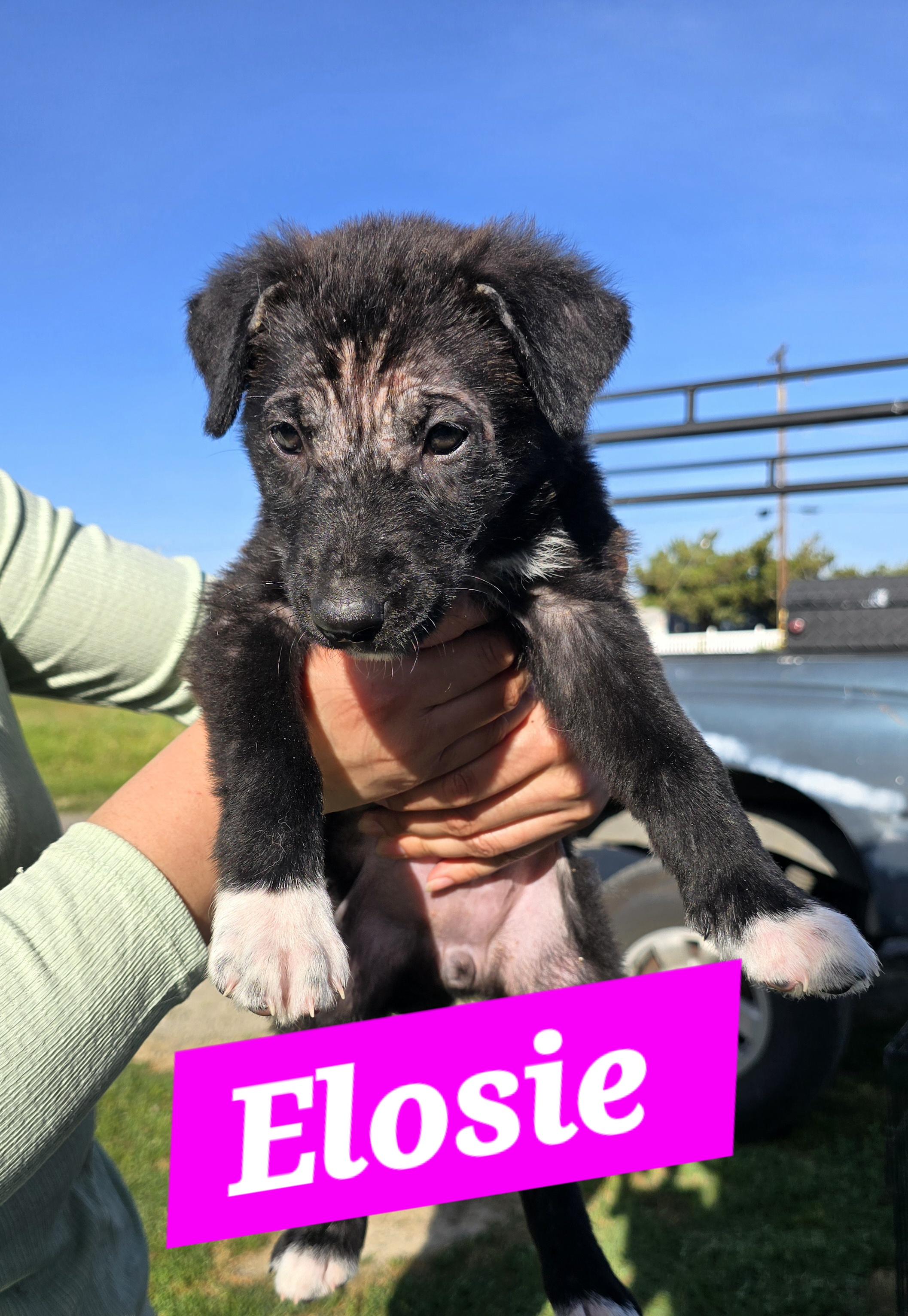 Enlarge Eloise , a ADOPTABLE mixed breed in Tracy, CA image 2/3