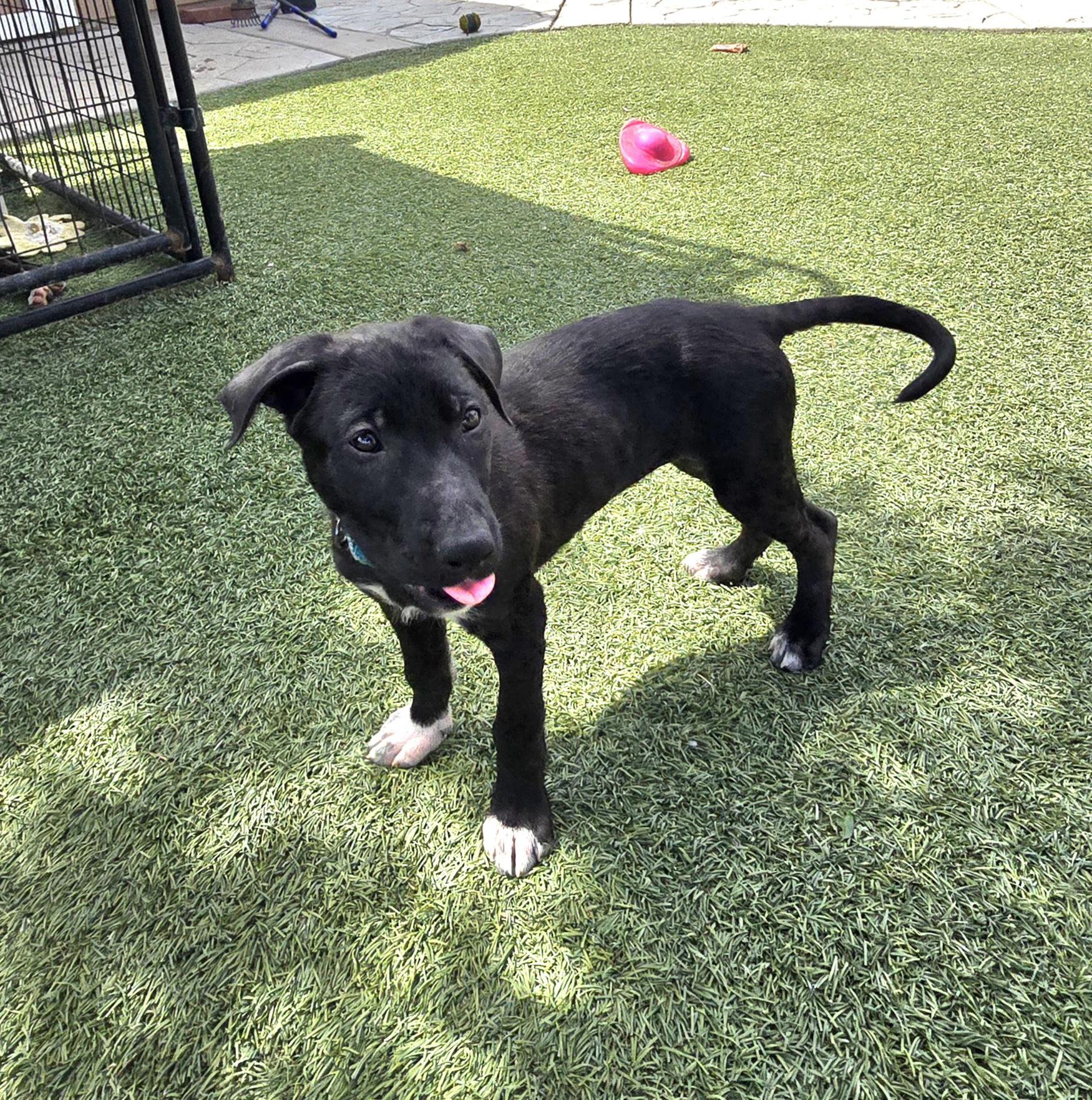 Enlarge Eloise , an adopted mixed breed in Tracy, CA image 5/5