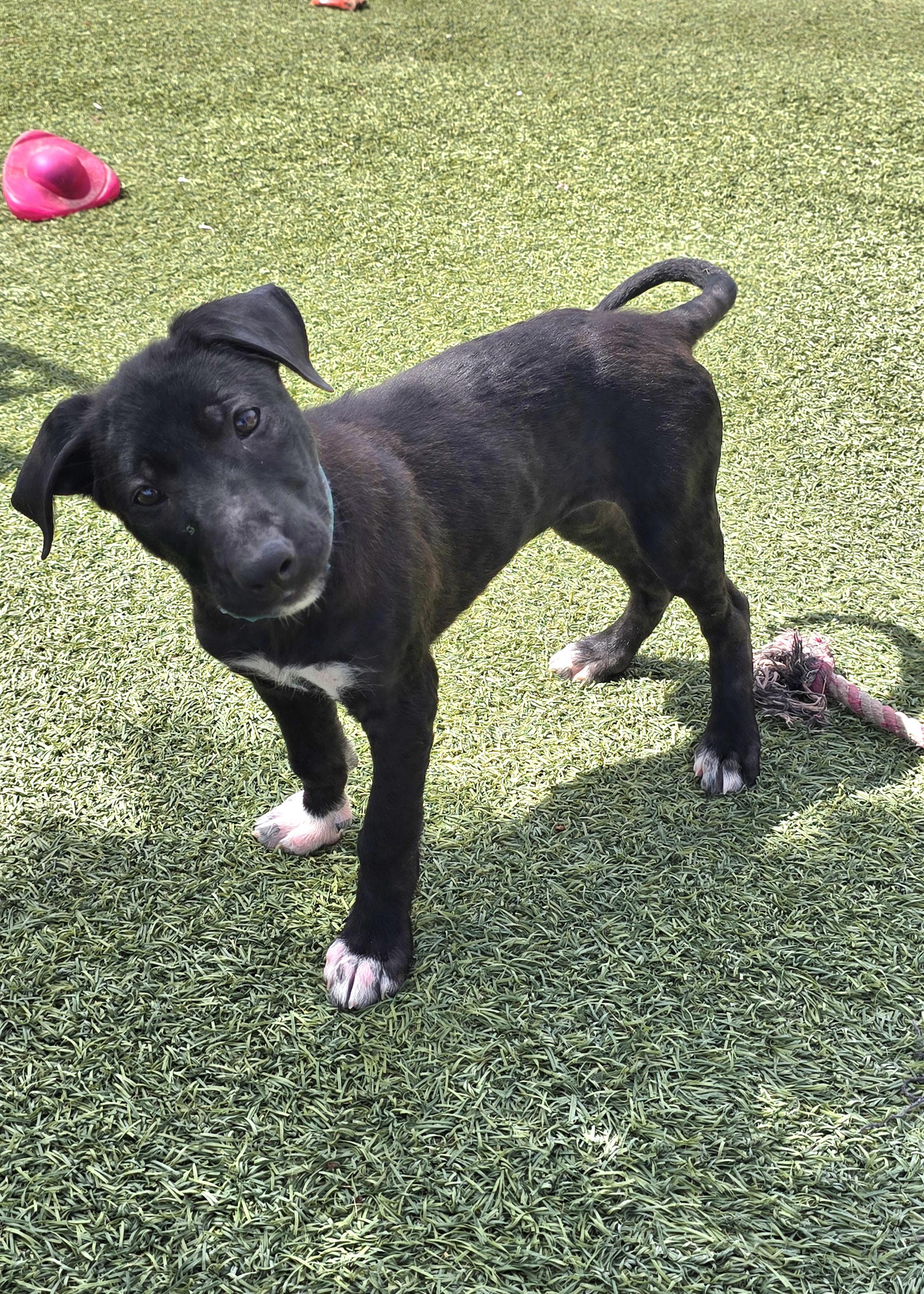 Enlarge Eloise , an adopted mixed breed in Tracy, CA image 1/5