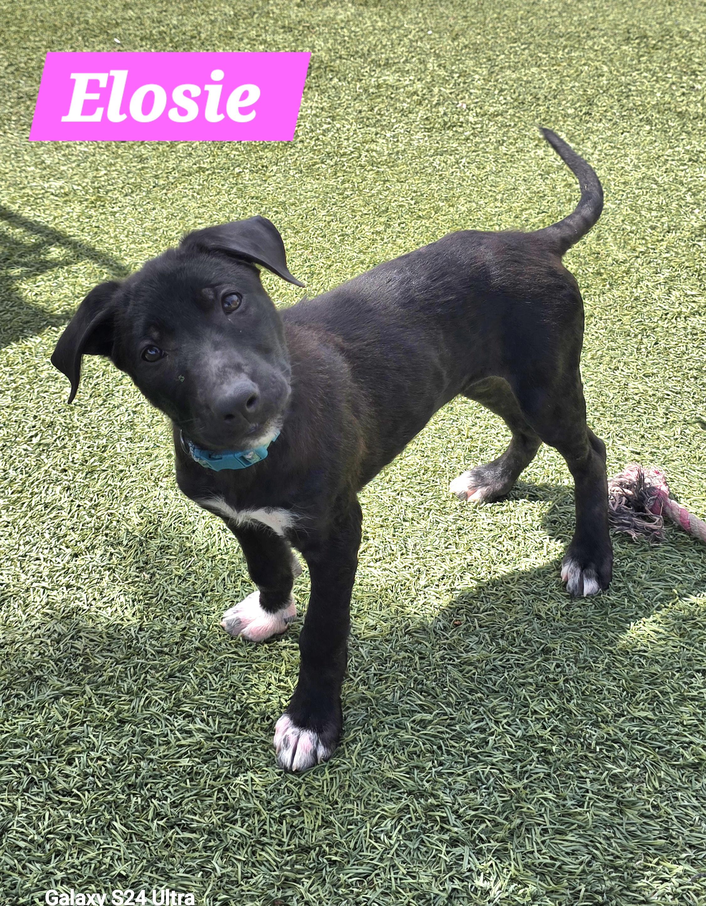 Enlarge Eloise , an adopted mixed breed in Tracy, CA image 4/5