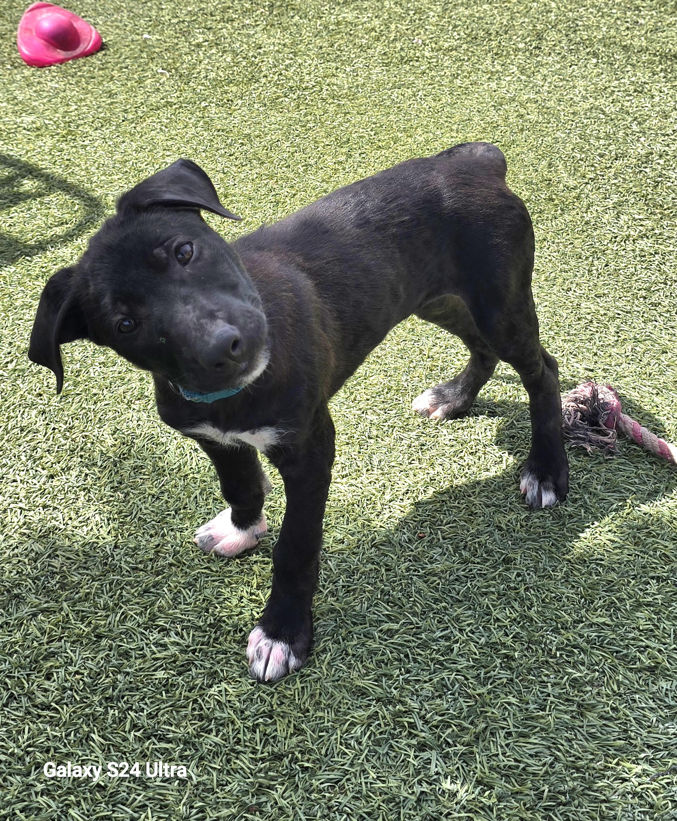 Enlarge Eloise , an adopted mixed breed in Tracy, CA image 3/5