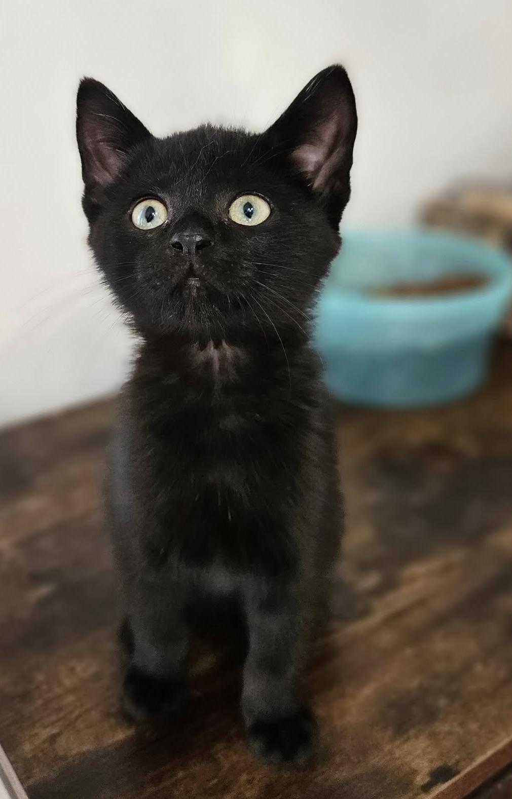 Rico