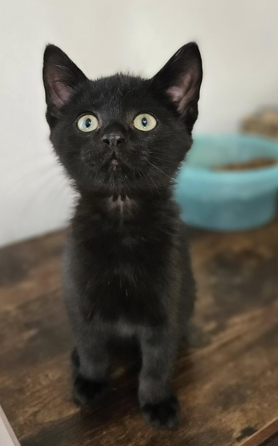 Rico
