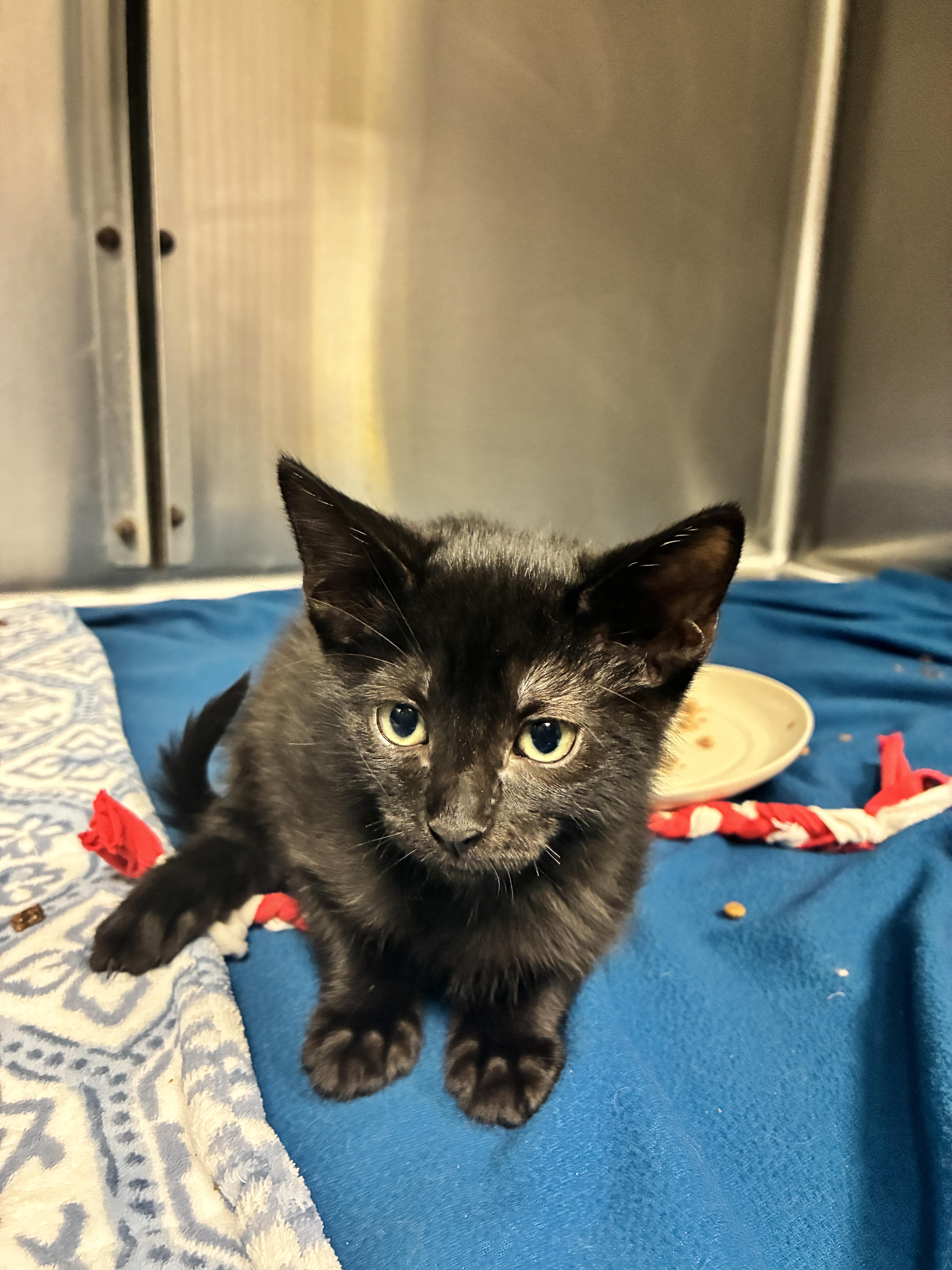 Pistachio, Adoptable, Kitten Male Domestic Short Hair.