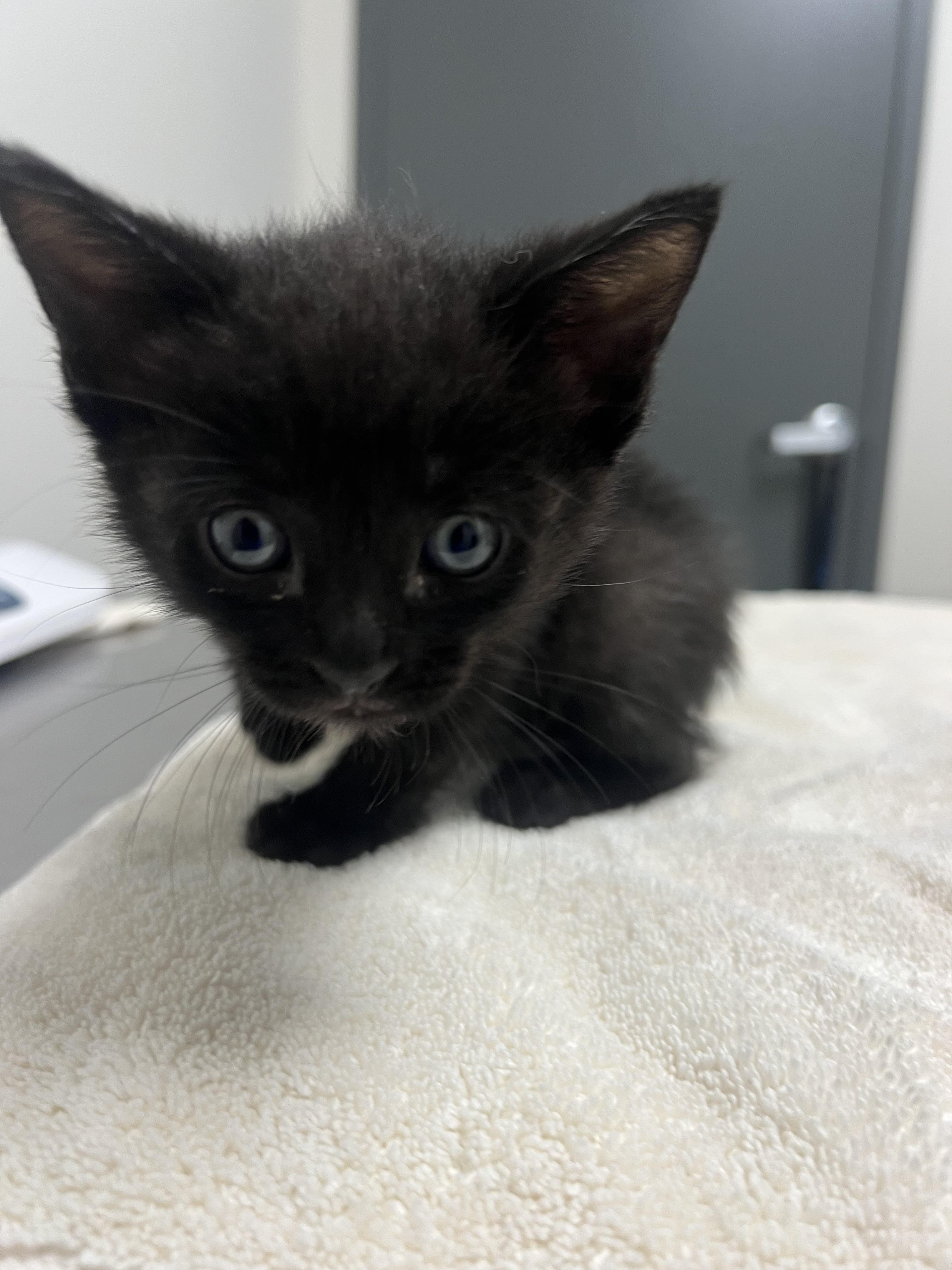 Pistachio, a Adoptable mixed breed in Chico, CA image 3/3