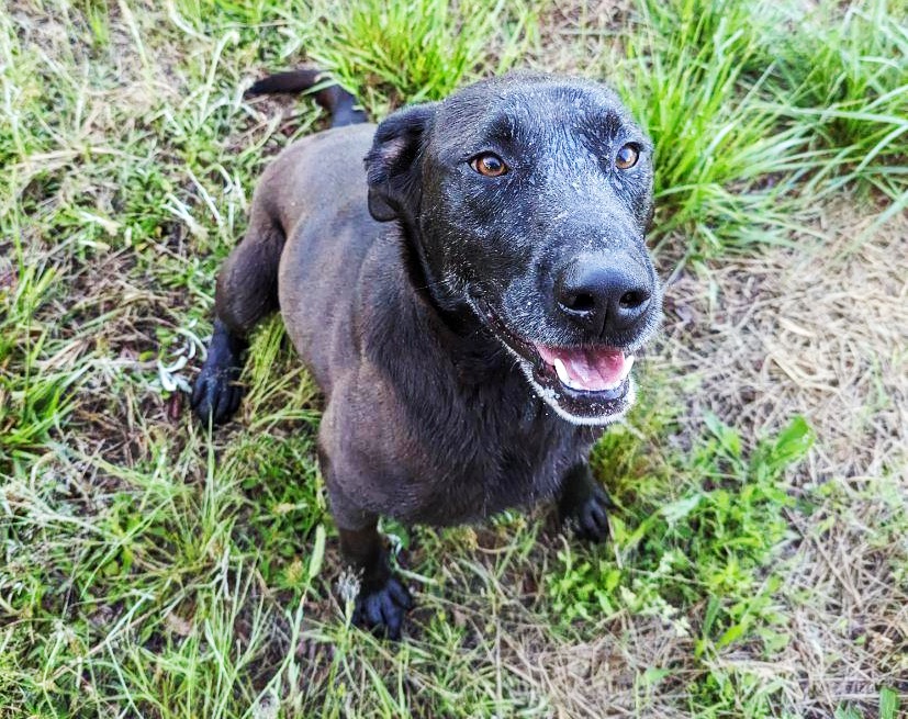 Lady, Adoptable, Adult Female Black Labrador Retriever.